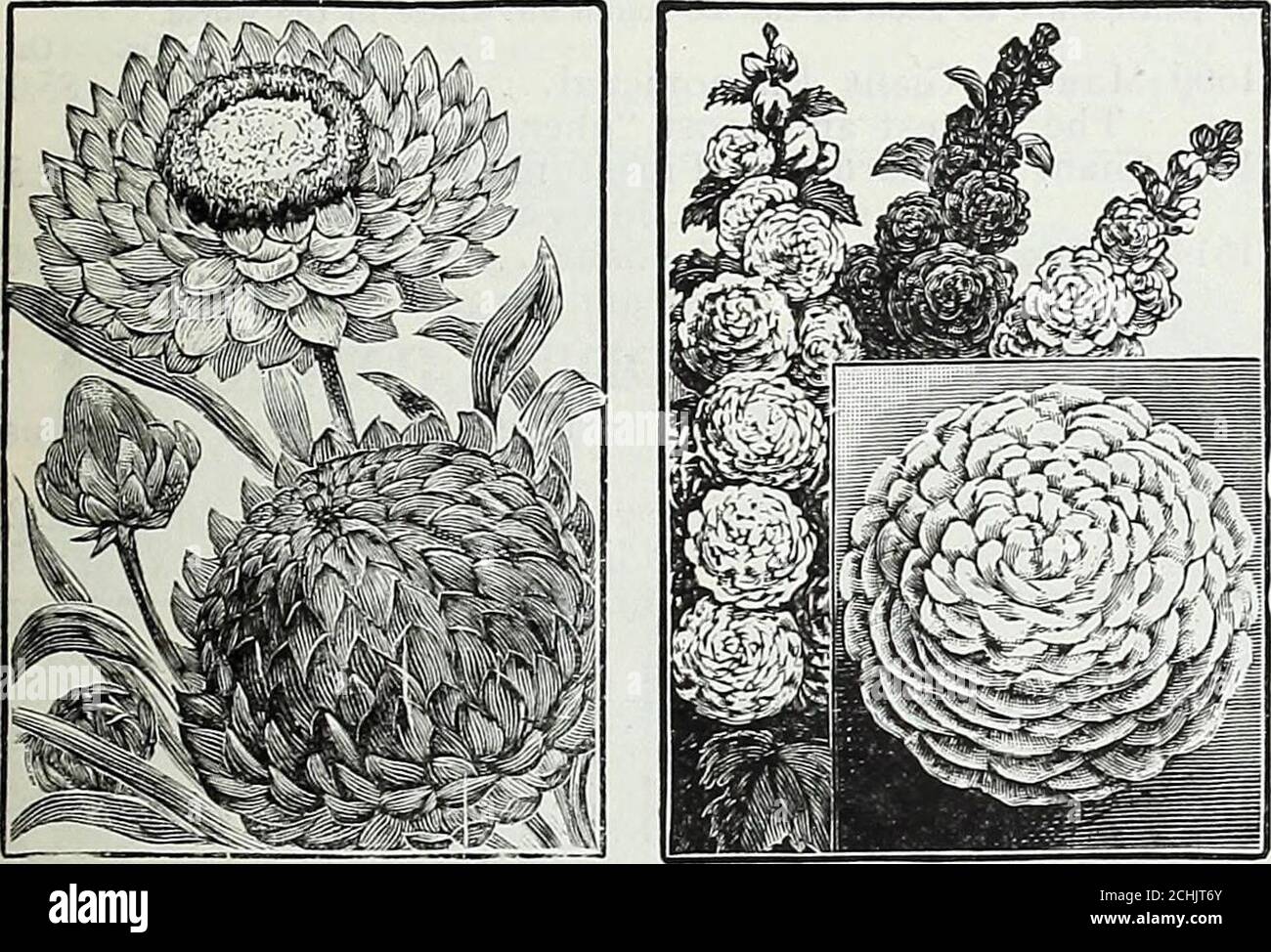 Maule S Special 1922 Price List Of Seeds Plants Bulbs Sundries For Market Gardeners Florists 1341 Gaillardia Fine Mixed 1371 Gypsophila Paniculata Gaillardia Largely Used For Cutting 14 Oz