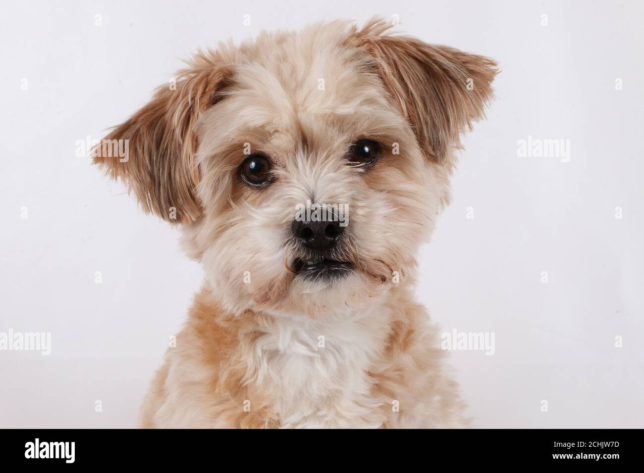 Maltipoo nose hi-res stock photography and images - Alamy