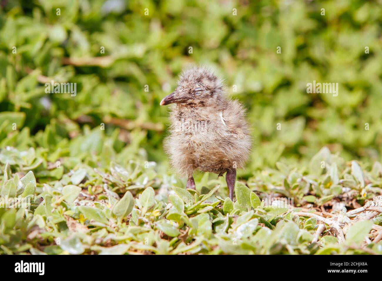 Baby seagull hi-res stock photography and images - Alamy