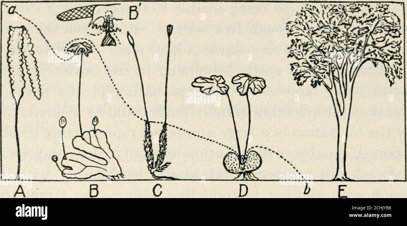 Evolution and Creation EVCR Olive/Black Leggings w Leaf/Leaf