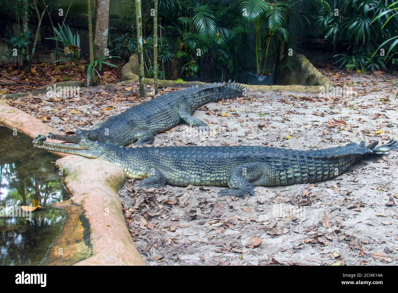 The gharial (Gavialis gangeticus) rests by the pond. It is a crocodilian in the family Gavialidae, native to sandy freshwater river banks. Stock Photo