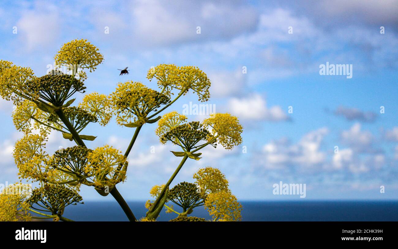 Poisonous mediterranean plant hemlock looks like umbrella Stock Photo