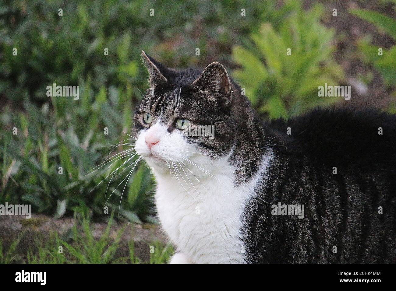 Fat grey and white sales cat