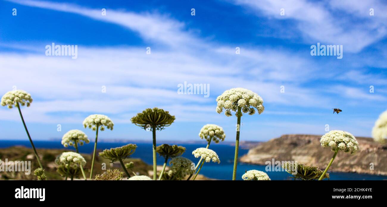 Poisonous mediterranean plant hemlock looks like umbrella Stock Photo