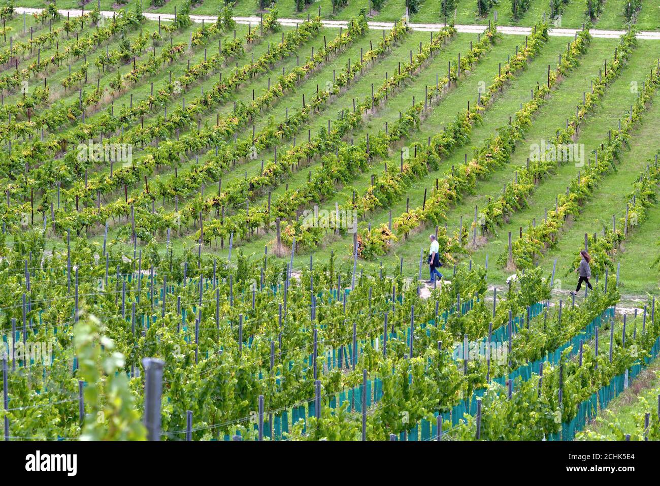 Vineyards at Denbies winery at Dorking Surrey England UK Stock Photo
