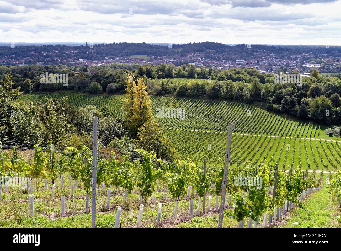 Vineyards at Denbies winery at Dorking Surrey England UK Stock Photo