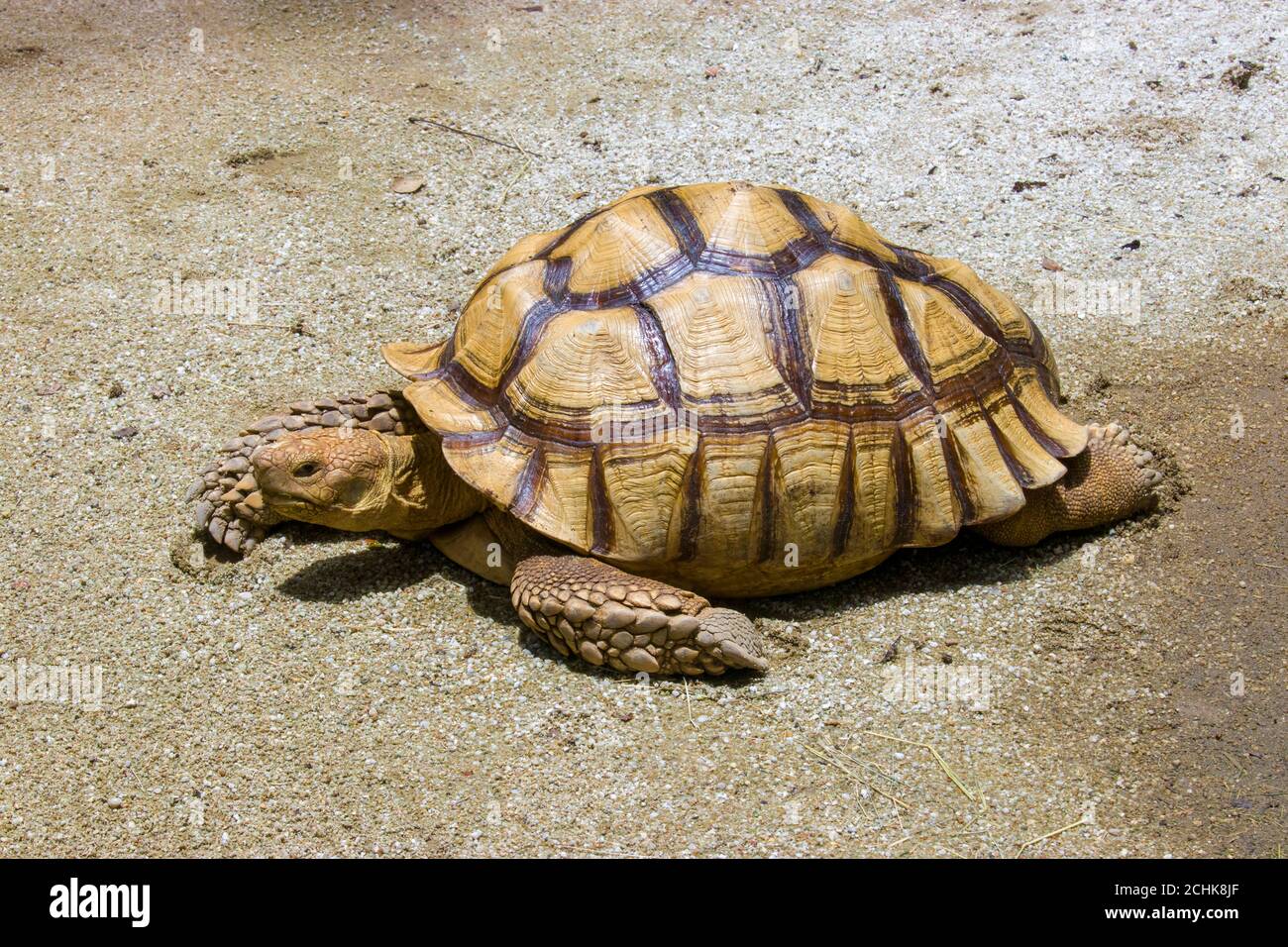 The African spurred tortoise (Centrochelys sulcata) is a species of tortoise, which inhabits the southern edge of the Sahara desert in Africa. Stock Photo