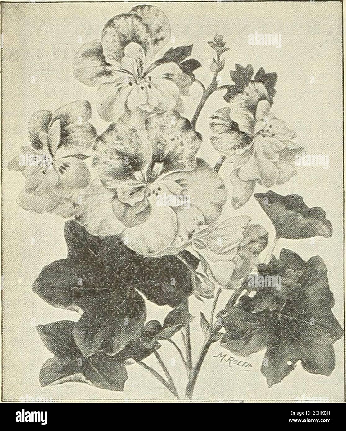 . Dreer's garden 1902 calendar . New Single Dahlia, Twentieth Centurv.. Double Ivy.-leavbd Geranium Leopard. TWO CHOICE FERNS. Adiantum Bensoniana. A most beautiful Maiden-Hair, with largefronds and deep green pinna, which, while closely overlapping, isnot so dense as to make the frond appear crowded. It makes ahandsome specimen plant, and is a distinct addition to our long listof Adiantums. $1.00 each. Asplenium Nidus Avis nultilobatum. A distinct new varietyof the Birds-nest Fern, with which it is identical in every way, ex-cept that the edges of the fronds are deeply lobed of toothed inirre Stock Photo