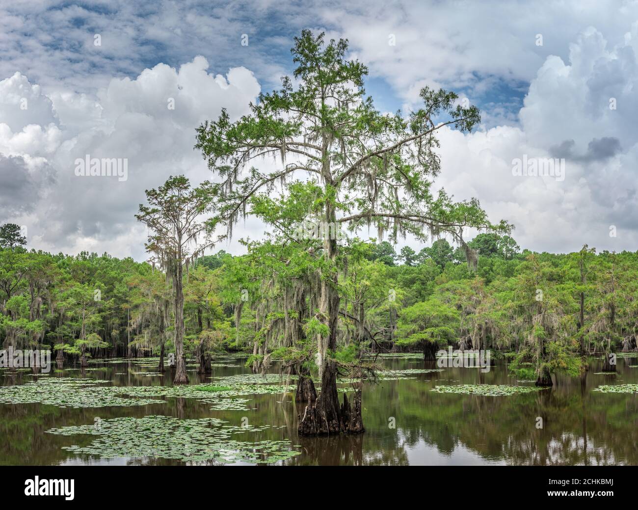 Cypress trees in the swamp of the Caddo Lake State Park, Texas Stock