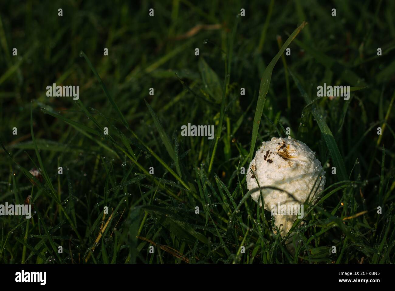 One small white isolated mushroom in grass Stock Photo