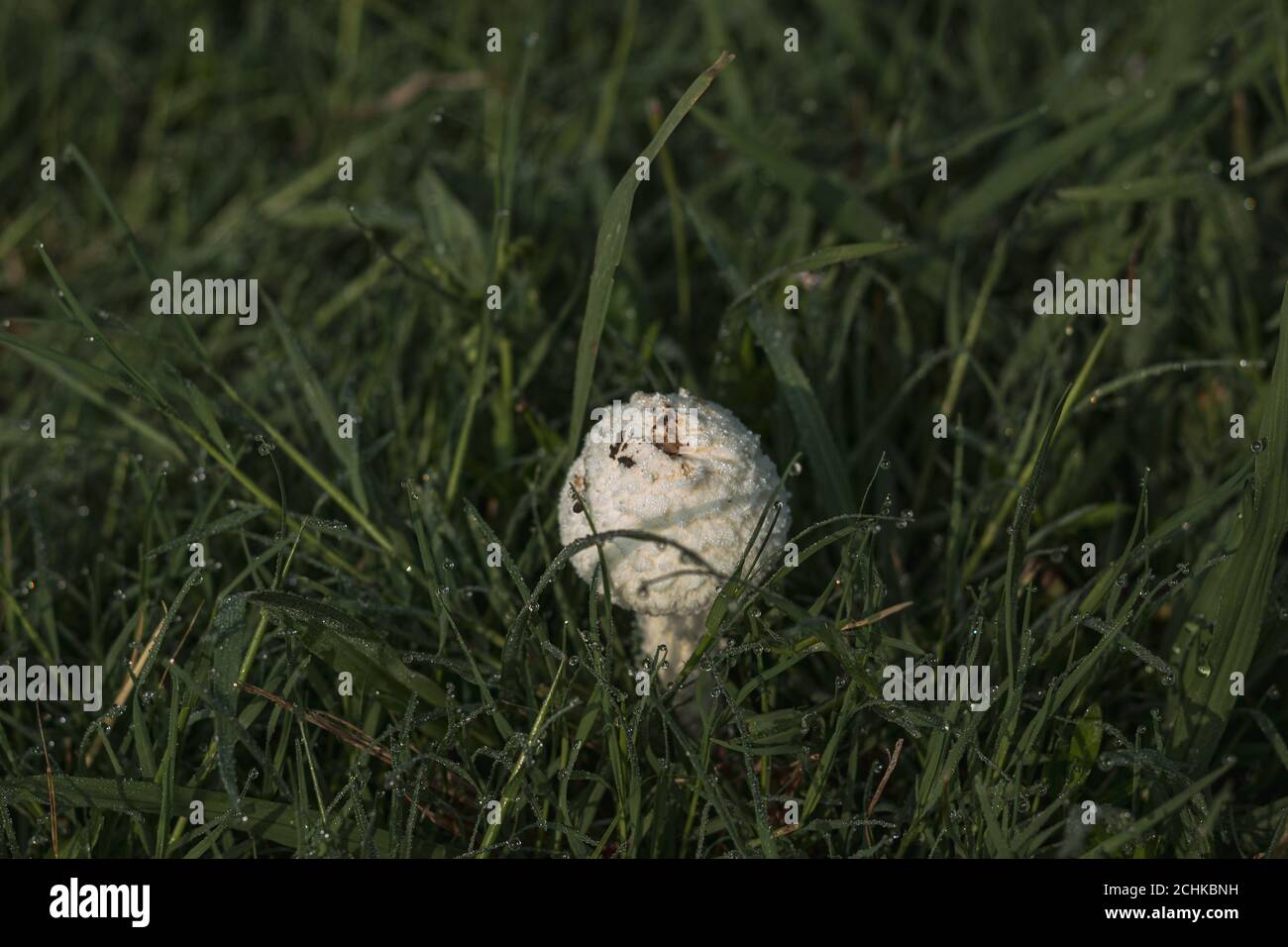One small white isolated mushroom in grass Stock Photo