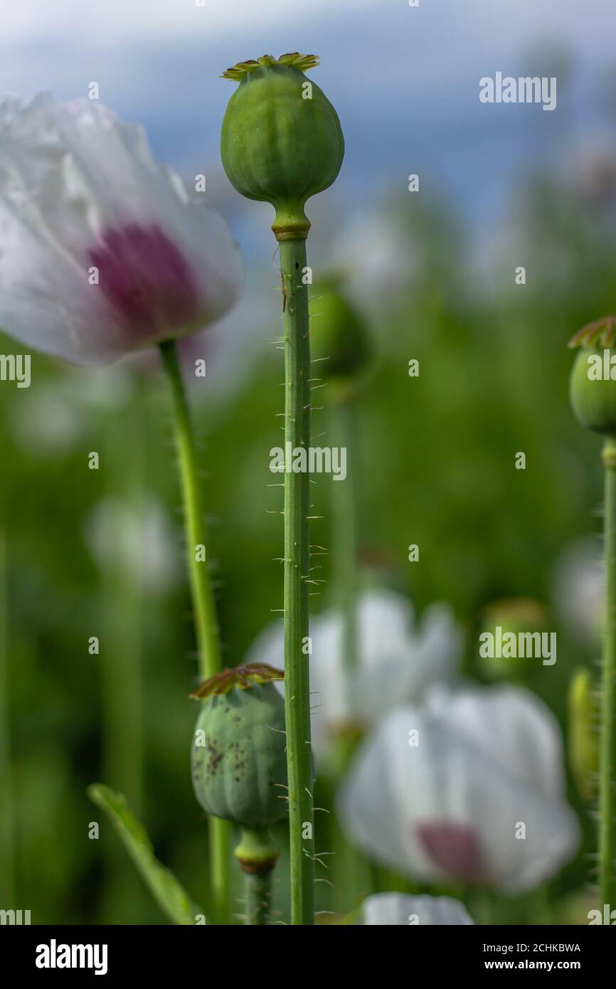 Detail of unripe white Poppy head and flowers.Poppy field. Capsules of poppy  in summer blurred background. Agricultural scene. Opium poppy seed heads  Stock Photo - Alamy