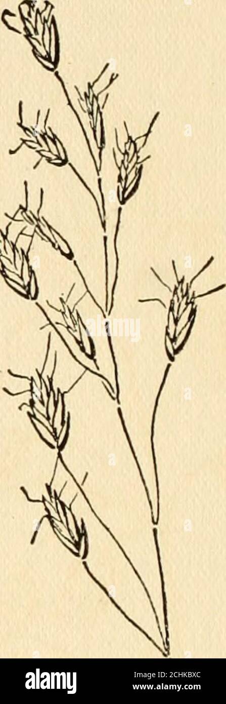 . The book of grasses : an illustrated guide to the common grasses, and the most common of the rushes and sedges . orado, south to Florida and Texas. NARROW MELIC-GRASS AND PURPLE OAT Farre away I heard her song,Cusha! Cusha! all along; Where the reedy Lindis floweth,Floweth, floweth. From the meads where melick groweth Faintly came her milking song. This beautiful grass of spring and early summer, the NarrowMelic-grass, is found by the borders of thickets and open woodsfrom Pennsylvania southward, where its pale green flowers oftennod to the breeze above purplish blue banks of dwarf iris and Stock Photo