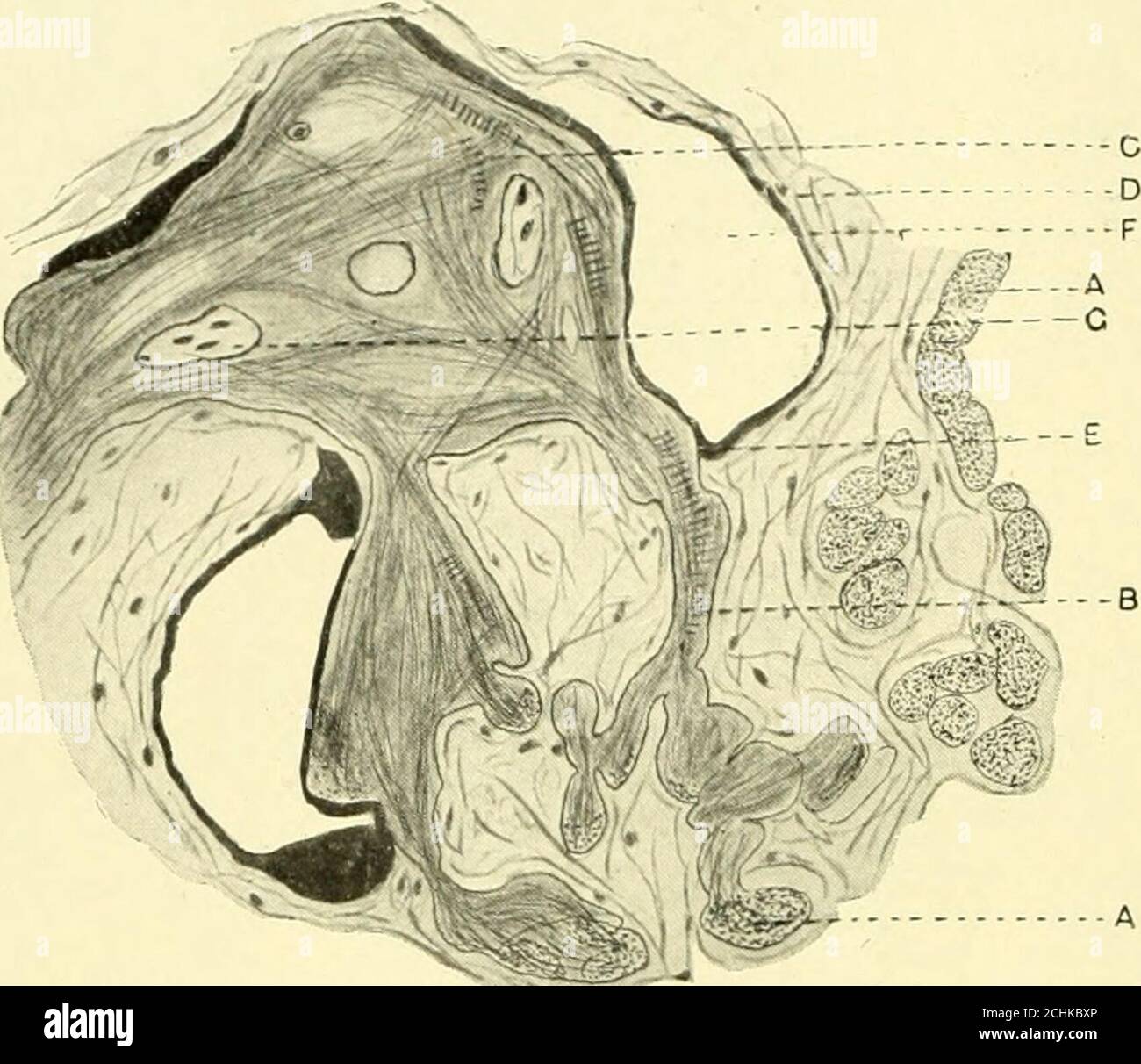 . The American journal of anatomy . Fig. 4 Camera lucida drawing; section of ventricular myocardium, beef heart.A and B, Purkinje fasciculi; C, injection material within connective tissue sheath;D, cardiac muscle fibers; E, fasciculus of heart muscle fibers in which fiber A ter-minates. X 275. Point A shows the auricular muscle fibers cut in cross section.From these, bundles of fibrillae pass off to enter a point of unionfor many such fibril fasciculi, which place Tawara has called anode. In this nodal point the fibrils are seen as confused strandscoursing in many different directions. The cle Stock Photo