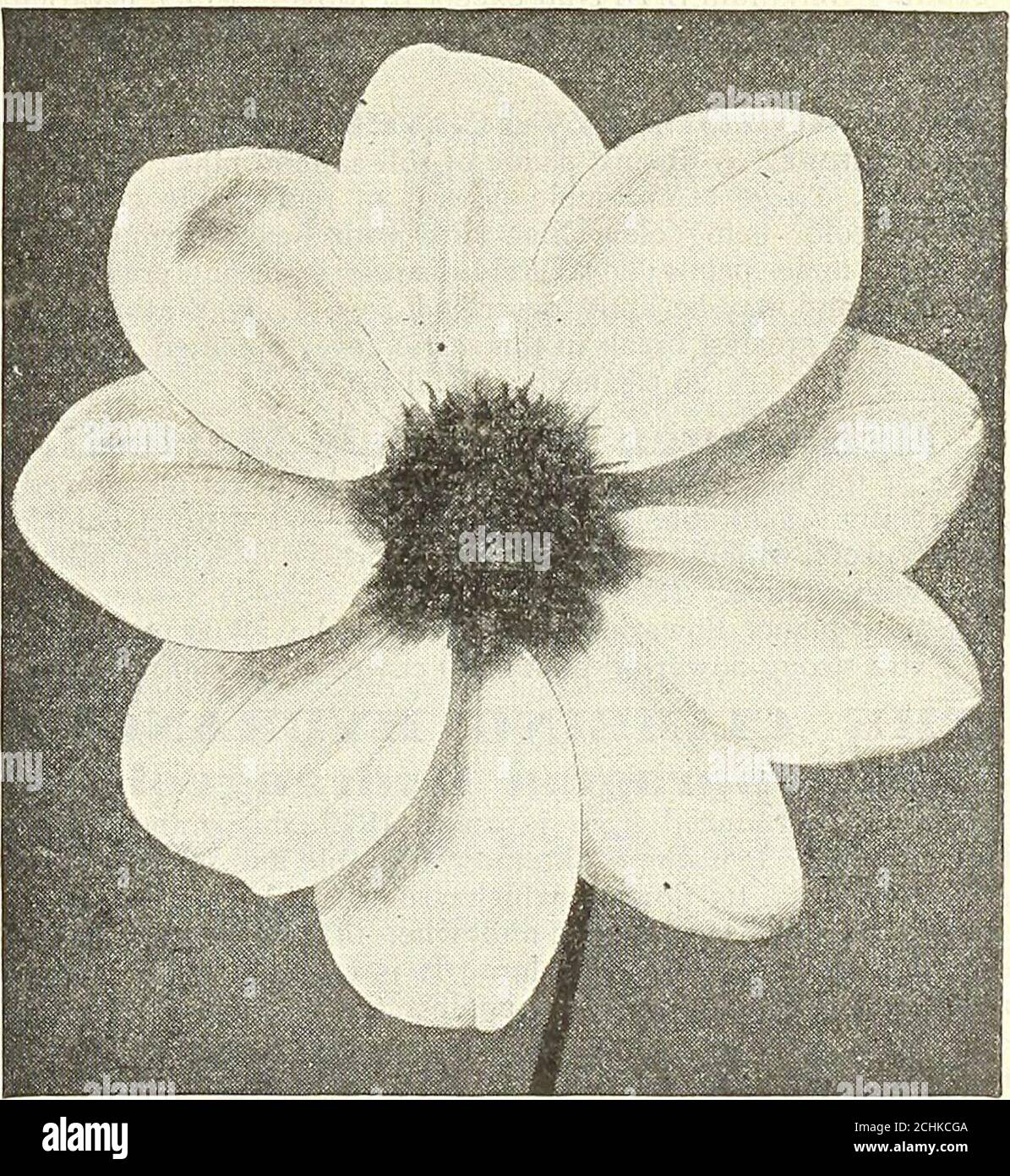 . Dreer's garden 1902 calendar . regularly built flower, and on account of thisunique form is well natned, the word Arachne meaningspider. The petals are creamy white, edged with a broadband of crimson. The coloring, however, varies as much asthe form, there rarely being two flowers alike. 50 cts. each. Britannia. Deep shaded salmon flesh, free and early, stoutstiff sten.s. Capstan. Soft brick-red shaded apricot, remarkable for itstree and early flowering. Dankward. Dark rose shading to a luminous carmine cen-tre, of perfect lorm. 50 cis. each. Exquisite. Pure orange-scarlet with salmon shadin Stock Photo