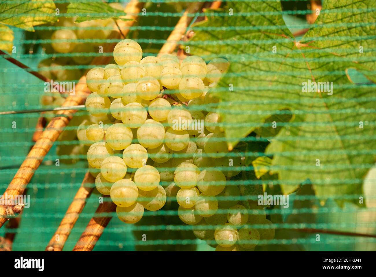 Green wine grapes. Vineyard agriculture, winery and farming concept. A vineyard is protected from bird and deer damage with netting. Stock Photo