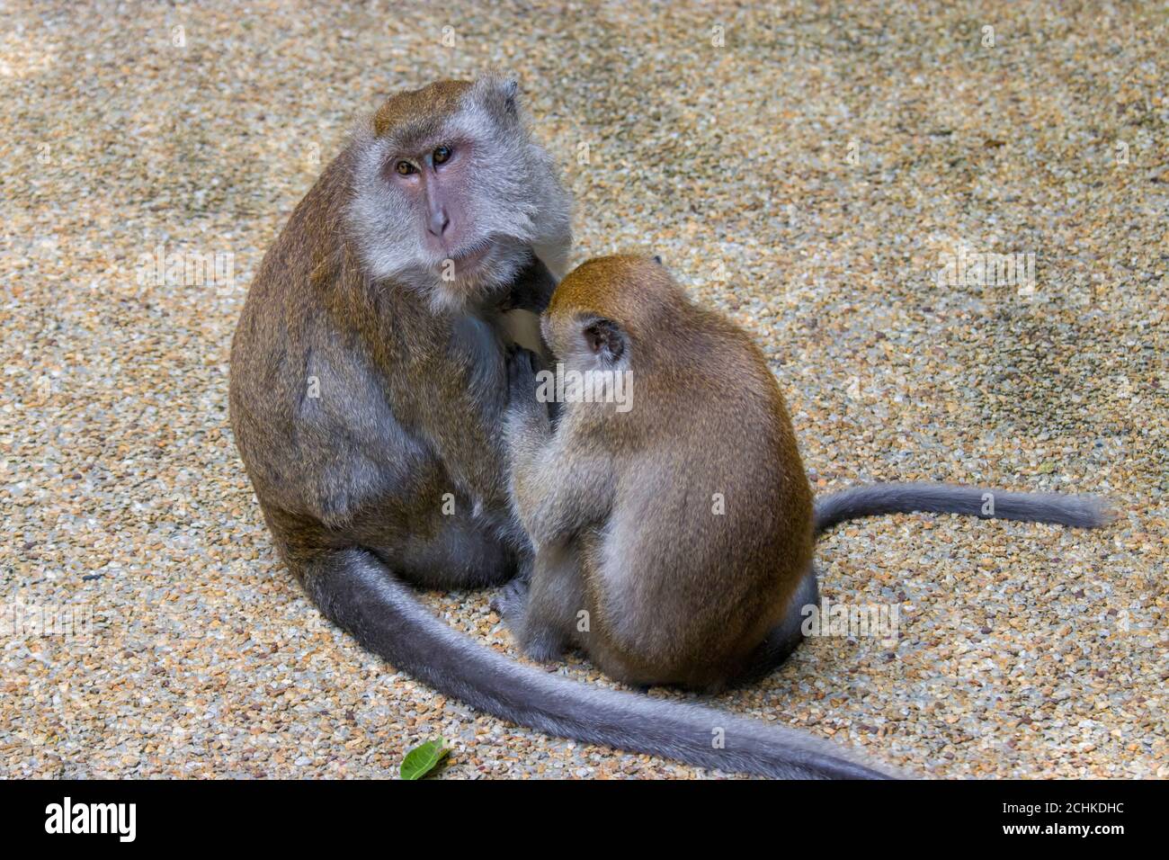 The wild crabeating macaque (Macaca fascicularis) in Singapore are