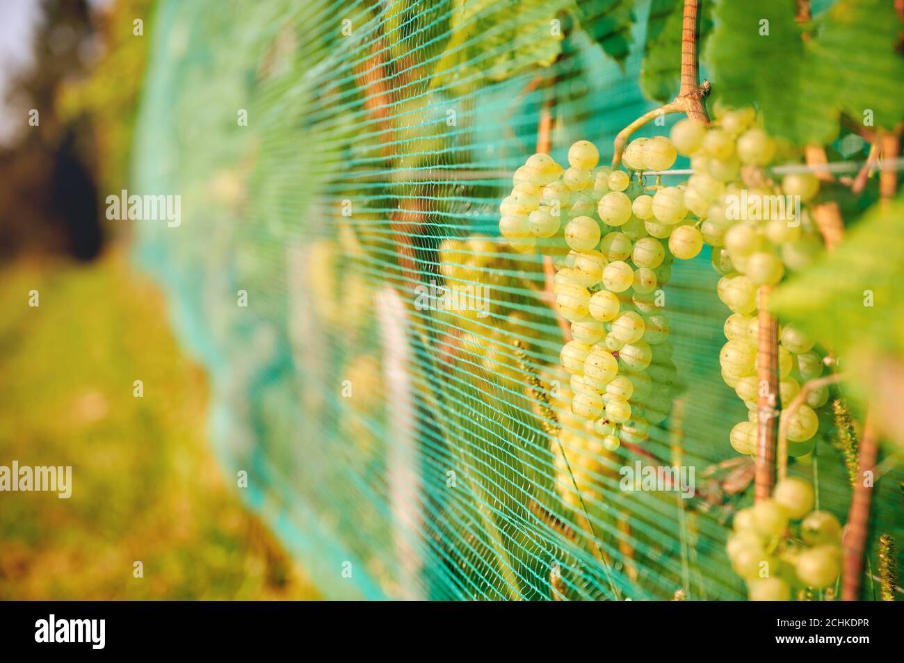 Green wine grapes. Vineyard agriculture, winery and farming concept. A vineyard is protected from bird and deer damage with netting. Stock Photo