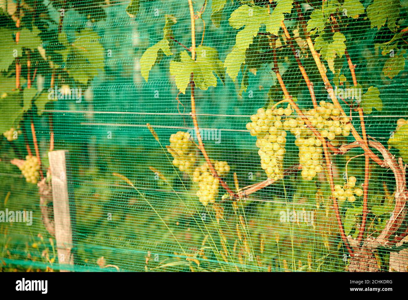 Green wine grapes. Vineyard agriculture, winery and farming concept. A vineyard is protected from bird and deer damage with netting. Stock Photo