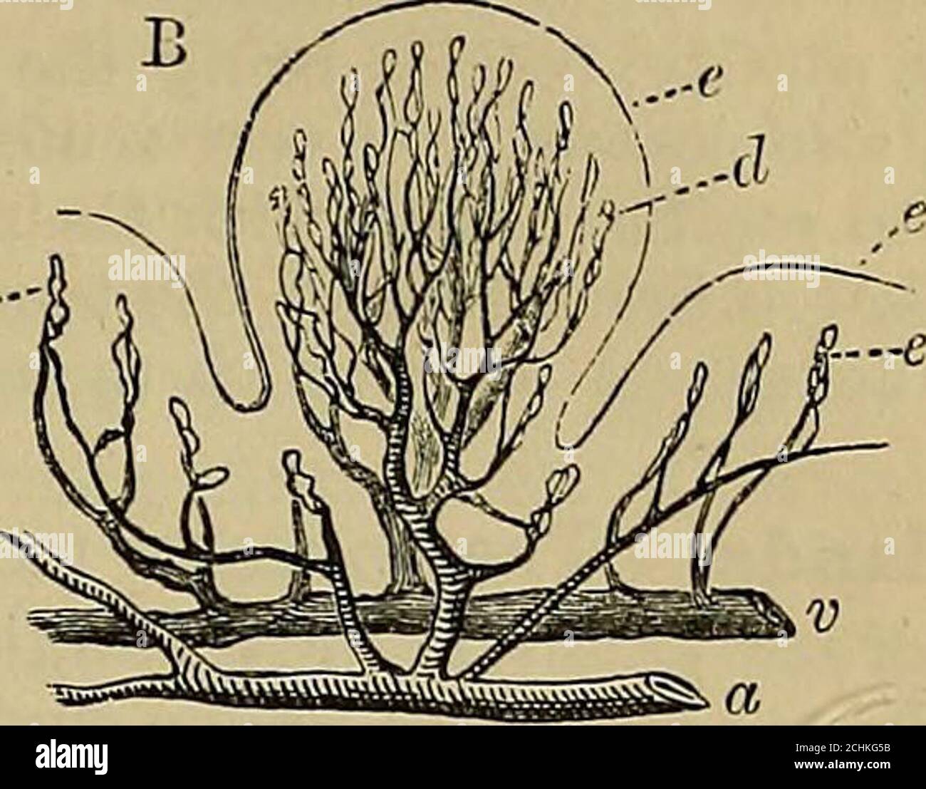 . Quain's elements of anatomy . Fig. 495.—Surface ai^d sectional view of a fttngifoem papilla (from KoUiker after Todd and Bowman). A, the surface of a fungiform papilla partially denuded of its epithelium (35 diameters);p, secondary papilla3 ; e, eiDithelium. B, a fungiform papilla with the blood-vessels injected, a, artery; v, vein; c, capillaryloops of simple papillas in the neighbourhood, covered by the epithelium; d, capillaryloops of the secondary papillae ; e, epithelium. more slender, and arranged in parallel rows, perpendicular to the borderof the tongue. Fig. 496.Fig. 496.—Two filifo Stock Photo