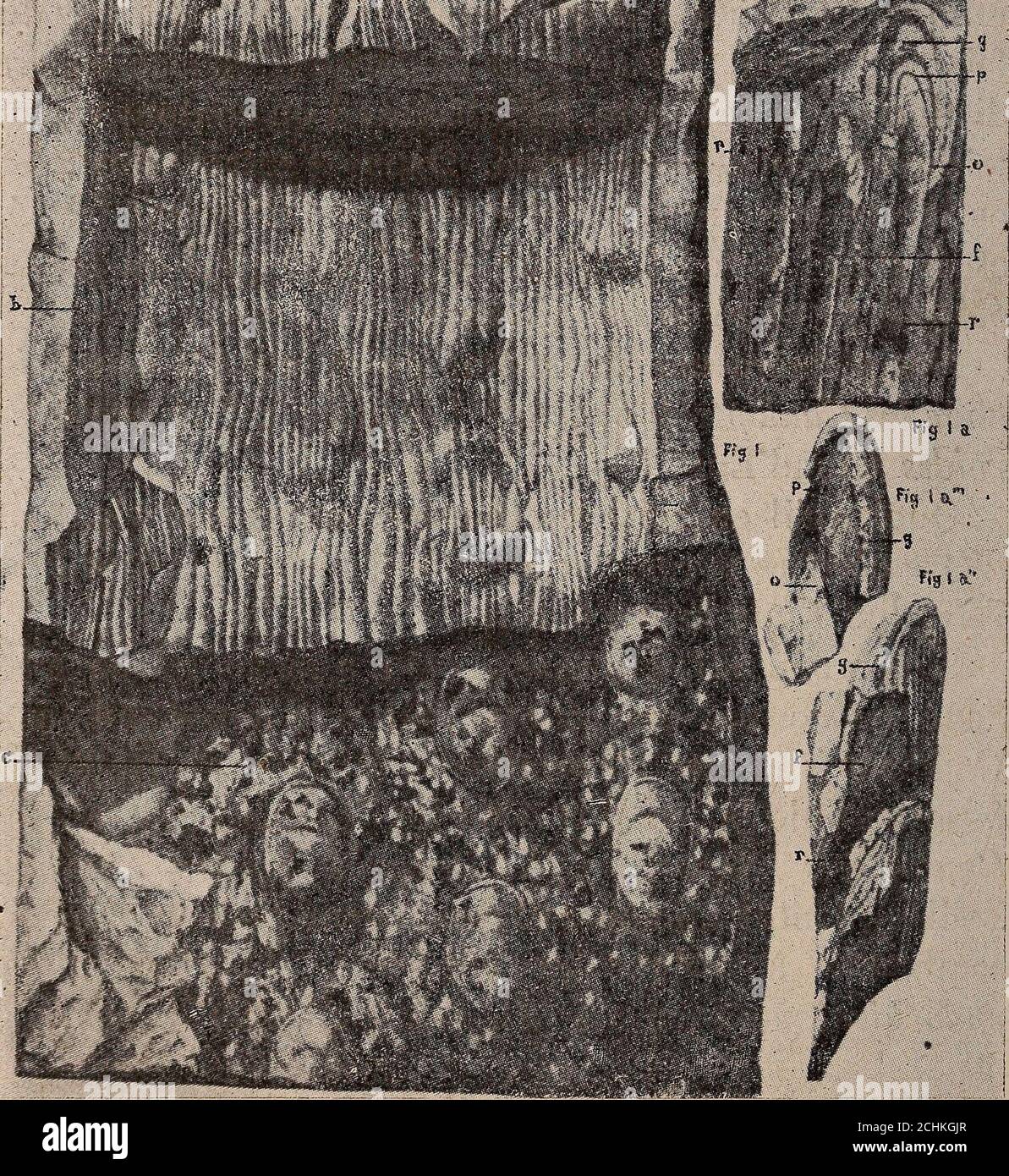 Paleontologie Vegetale Cryptogames Cellulaires Et Cryptogames Vasculaires Entdetre Decrites Se Renouvelaient A Plusieurs Reprises Dansletendue Dune Meme Feuille Structure Des Petioles On A Rencontre En Effetdans Les Coupes Des