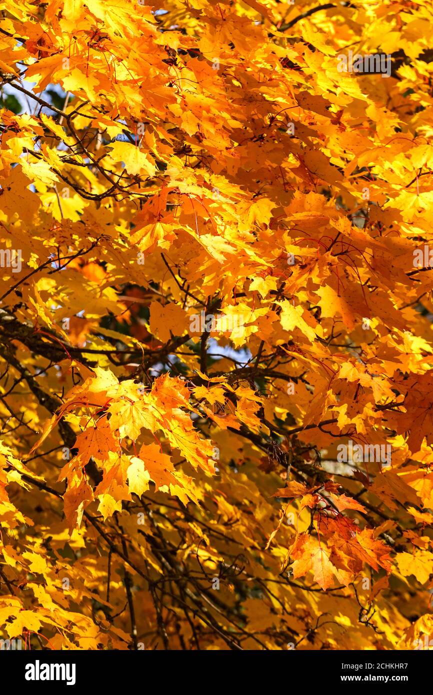 Maple leaves on in autumn color on a tree Stock Photo