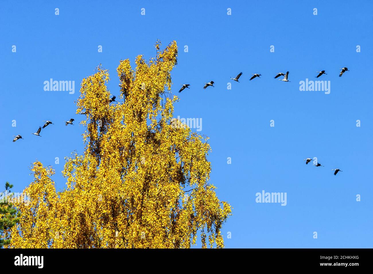 Common cranes in autumn hi-res stock photography and images - Alamy