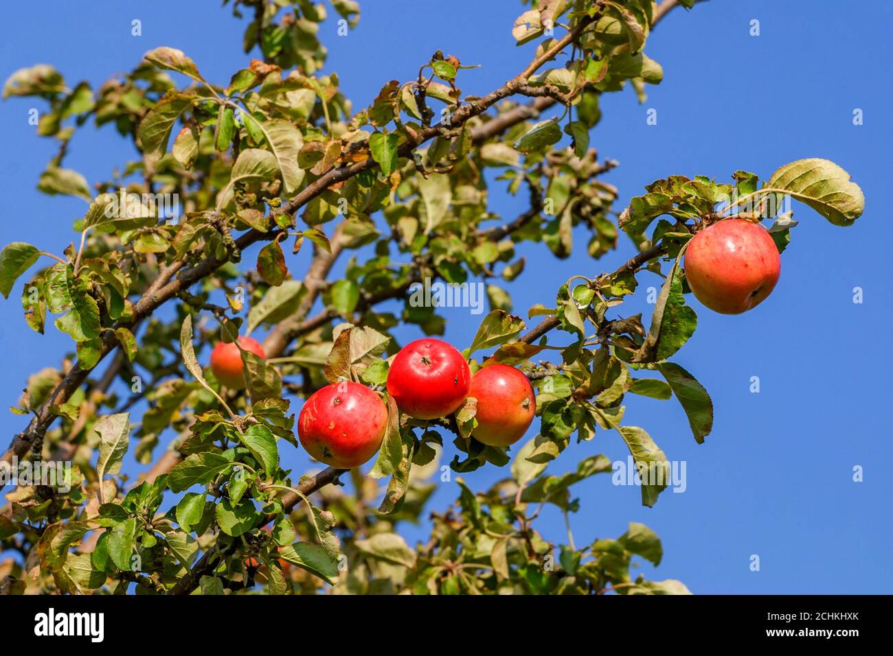 Red ripe apples on a tree branch Stock Photo
