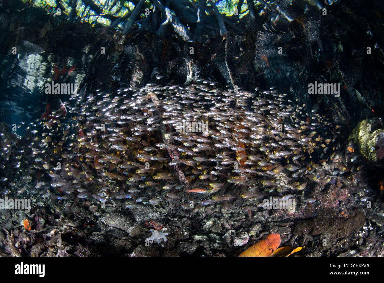 A thick school of cardinalfish hover at the edge of a mangrove forest in Raja Ampat. This tropical area is known for its high marine biodiversity. Stock Photo