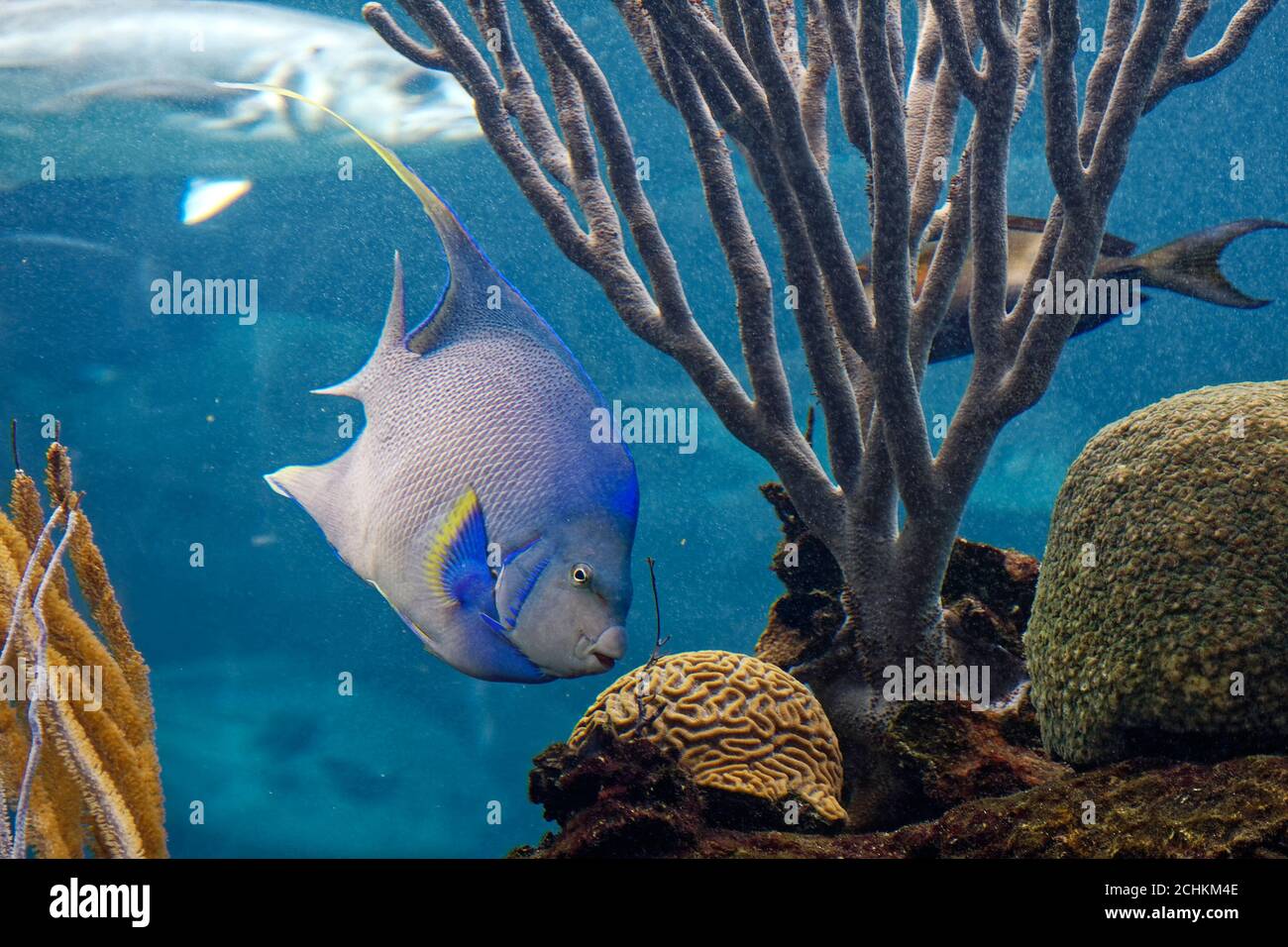 tropical fish swimming, coral; marine, wildlife, Bermuda Aquarium