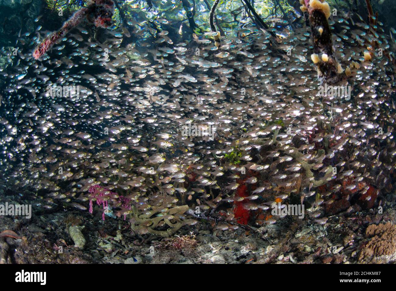 A thick school of cardinalfish hover at the edge of a mangrove forest in Raja Ampat. This tropical area is known for its high marine biodiversity. Stock Photo