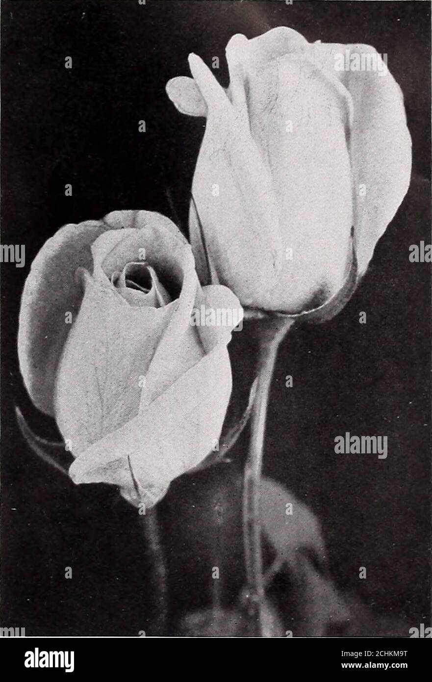 Harry kirke hires stock photography and images Alamy