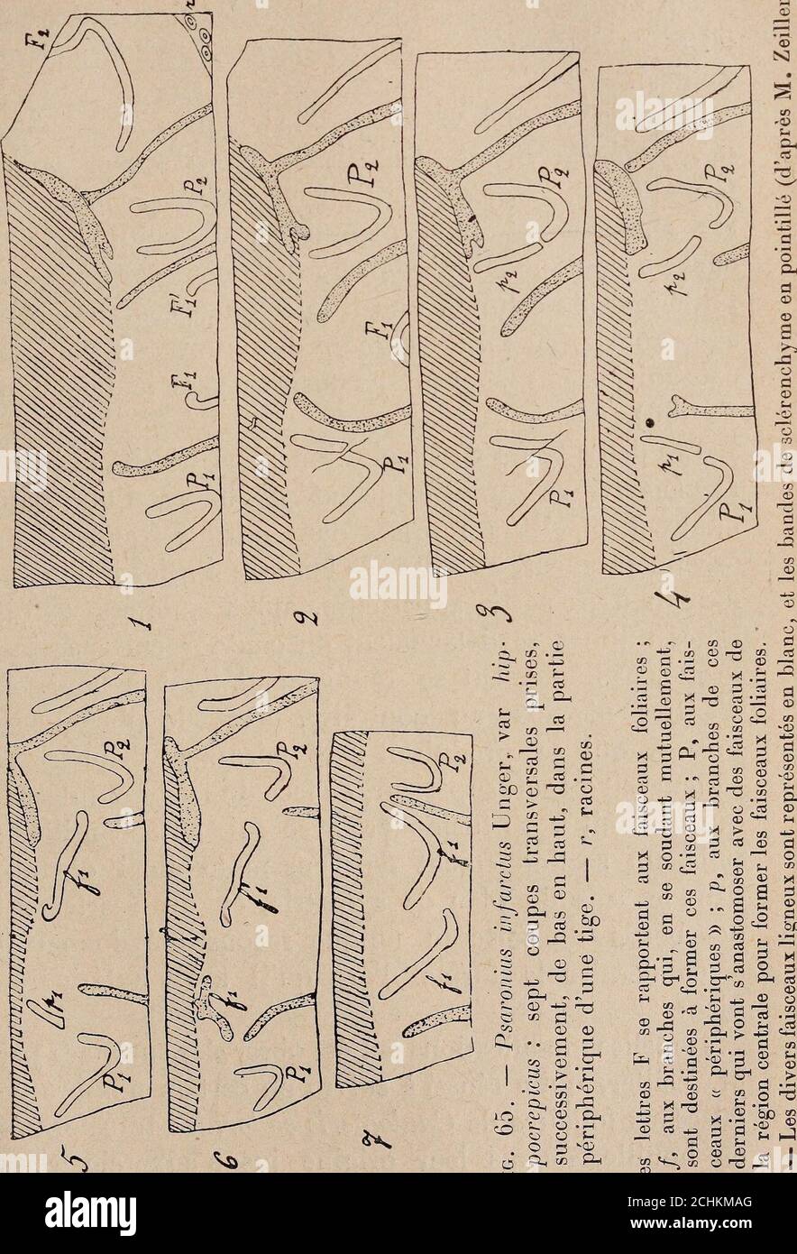 Paléontologie végétale cryptogames cellulaires et cryptogames vasculaires .  p. 182-18/1. 2. Ibid., p. 184-186, et pi. 16, fig. 1-7. 3. Ibid., p.  186-187. MARATTIALES 26l. &gt; c CL rice riri ce