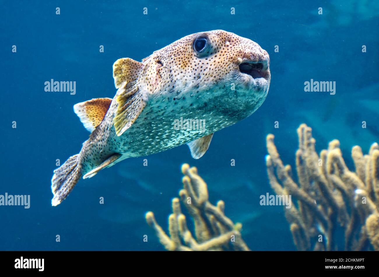 Puffer fish mouth hi-res stock photography and images - Alamy