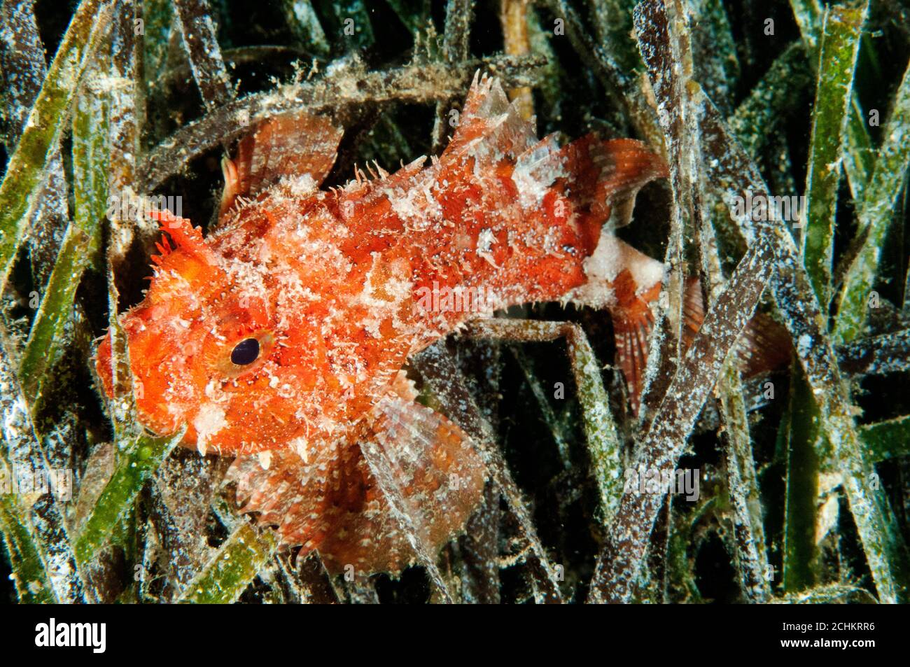 Scopionfish, Scorpaena notata, in seagrass Kas Antalya. Stock Photo