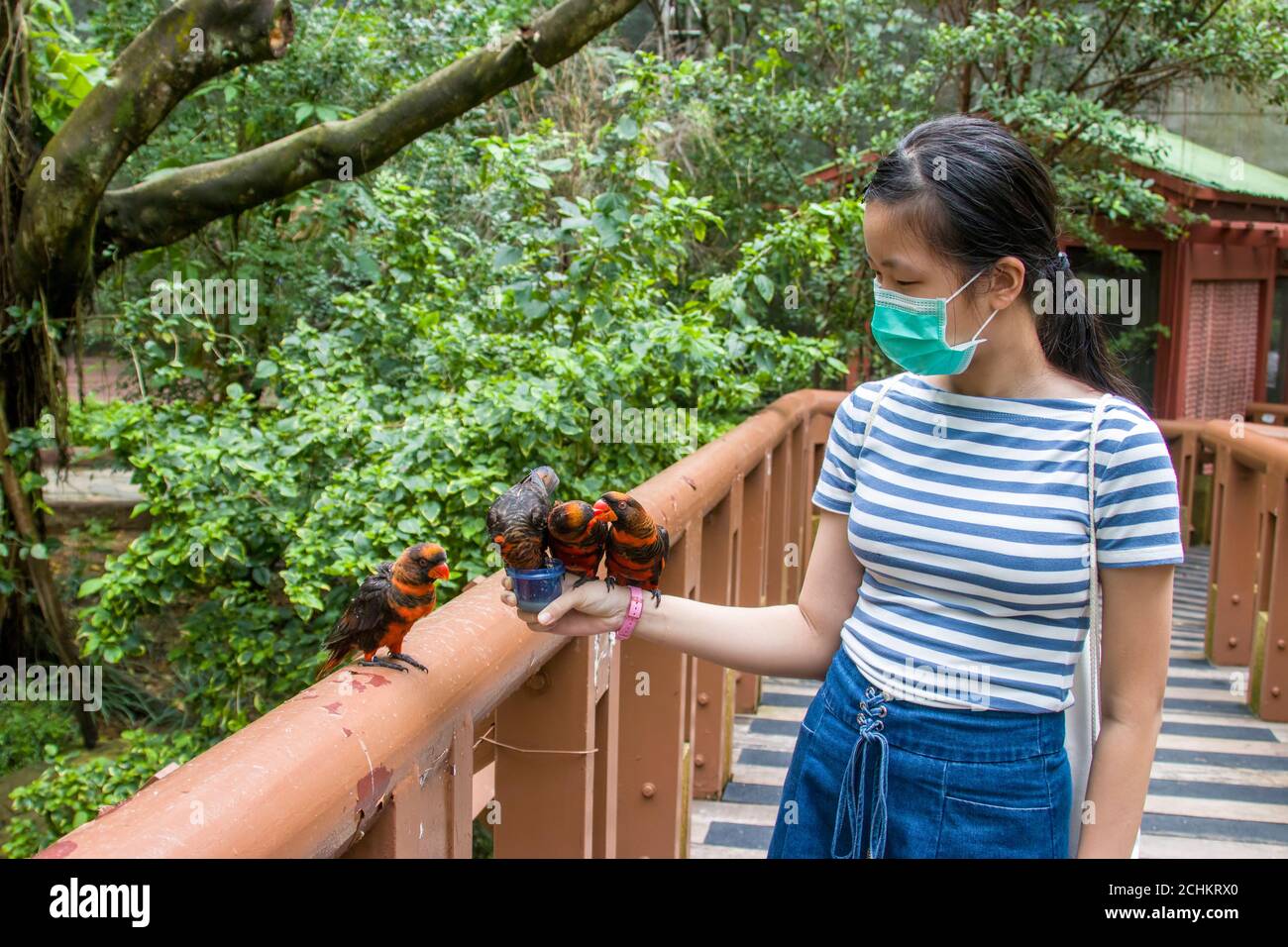 Singapore A girl with mask is feeding dusky lory (Pseudeos fuscata) with honey in Jurong Bird Park.  People must wear the mask because of COVID19. Stock Photo