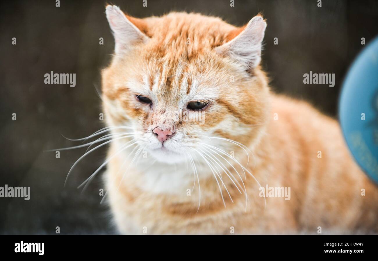 Sad ginger cat with scratched face and nose Stock Photo Alamy