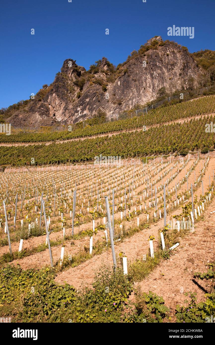 winegrowing at the Drachenfels hill between Koenigswinter and Bad Honnef, young grapevine, North Rhine-Westphalia, Germany.  Weinanbau am Drachenfels Stock Photo
