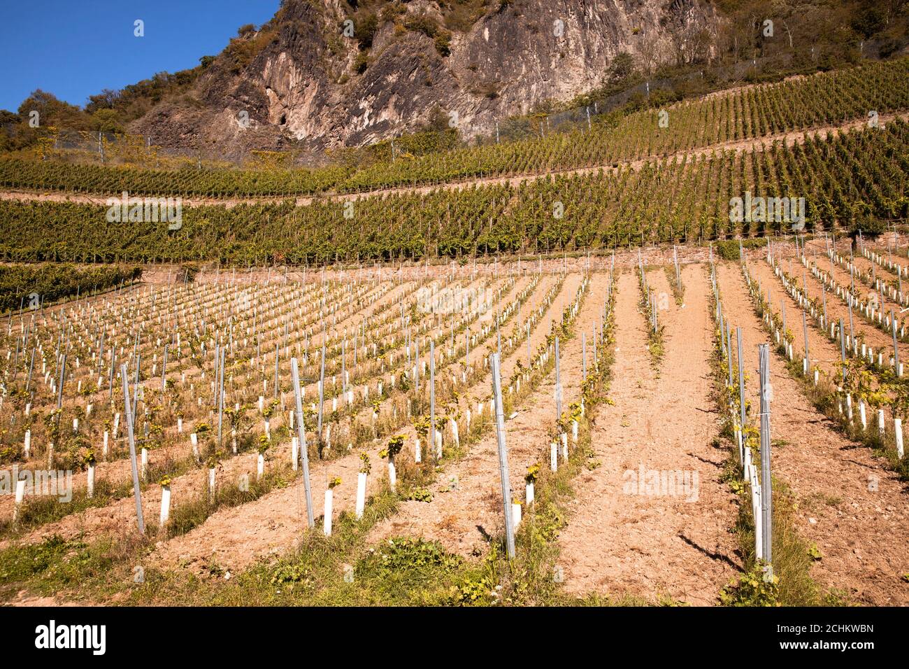 winegrowing at the Drachenfels hill between Koenigswinter and Bad Honnef, young grapevine, North Rhine-Westphalia, Germany.  Weinanbau am Drachenfels Stock Photo