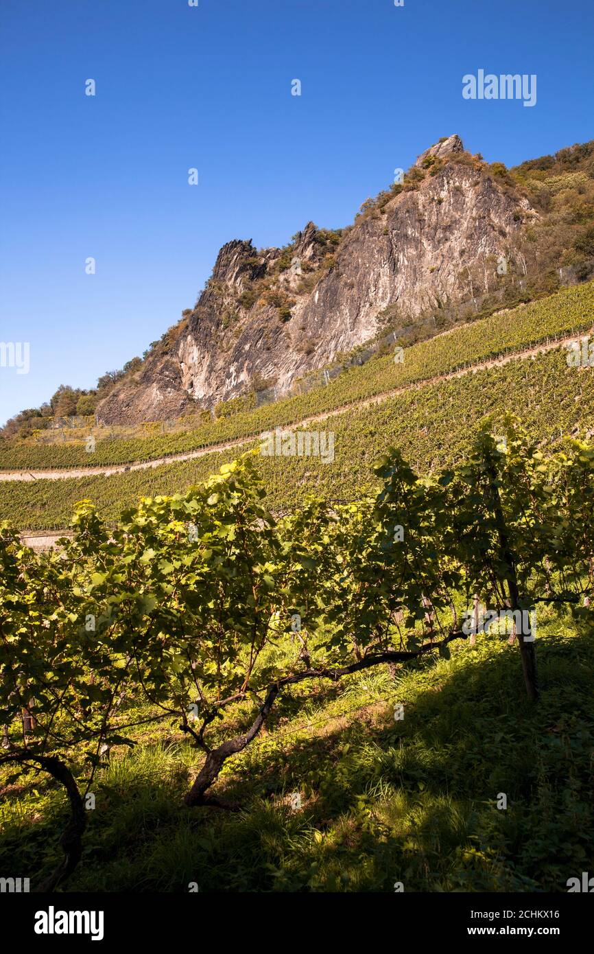 winegrowing at the Drachenfels hill between Koenigswinter and Bad Honnef, North Rhine-Westphalia, Germany.  Weinanbau am Drachenfels zwischen Koenigsw Stock Photo
