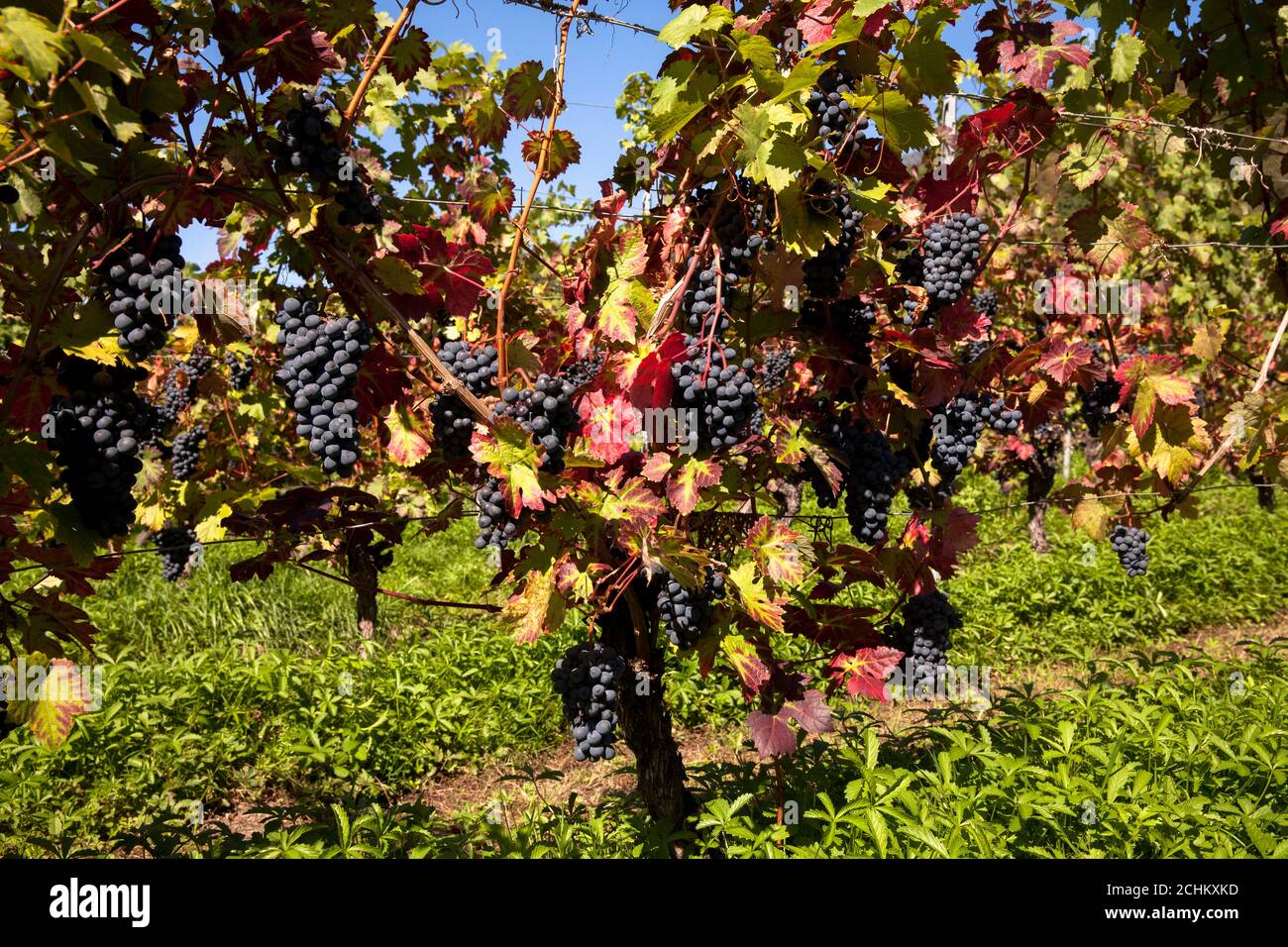 winegrowing at the Drachenfels hill between Koenigswinter and Bad Honnef, red wine grapes, North Rhine-Westphalia, Germany. Weinanbau am Drachenfels Stock Photo