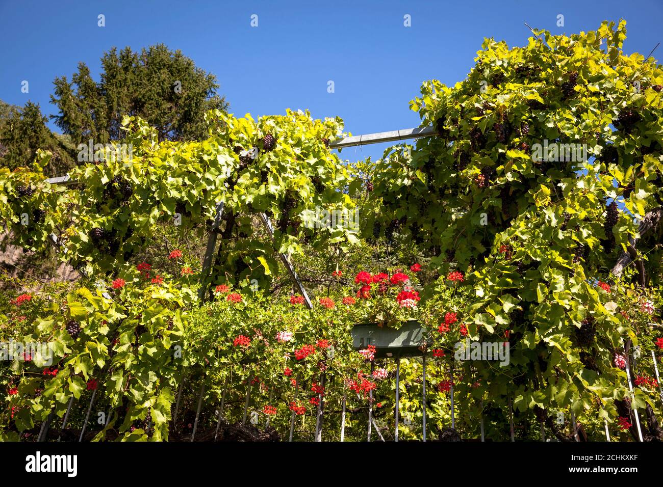 winegrowing at the Drachenfels hill between Koenigswinter and Bad Honnef, red wine grapes and flowers at a winery, North Rhine-Westphalia, Germany. W Stock Photo