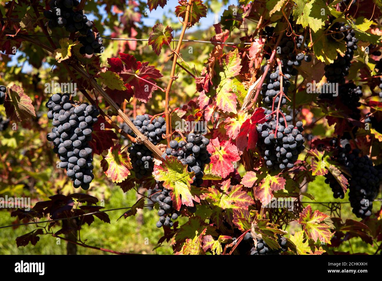 winegrowing at the Drachenfels hill between Koenigswinter and Bad Honnef, red wine grapes, North Rhine-Westphalia, Germany. Weinanbau am Drachenfels Stock Photo