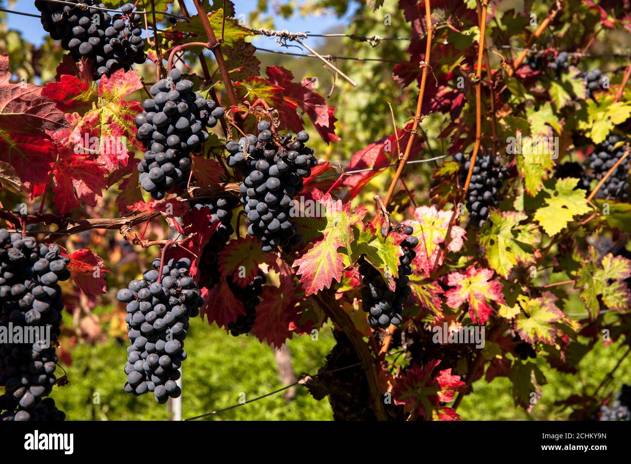winegrowing at the Drachenfels hill between Koenigswinter and Bad Honnef, red wine grapes, North Rhine-Westphalia, Germany. Weinanbau am Drachenfels Stock Photo