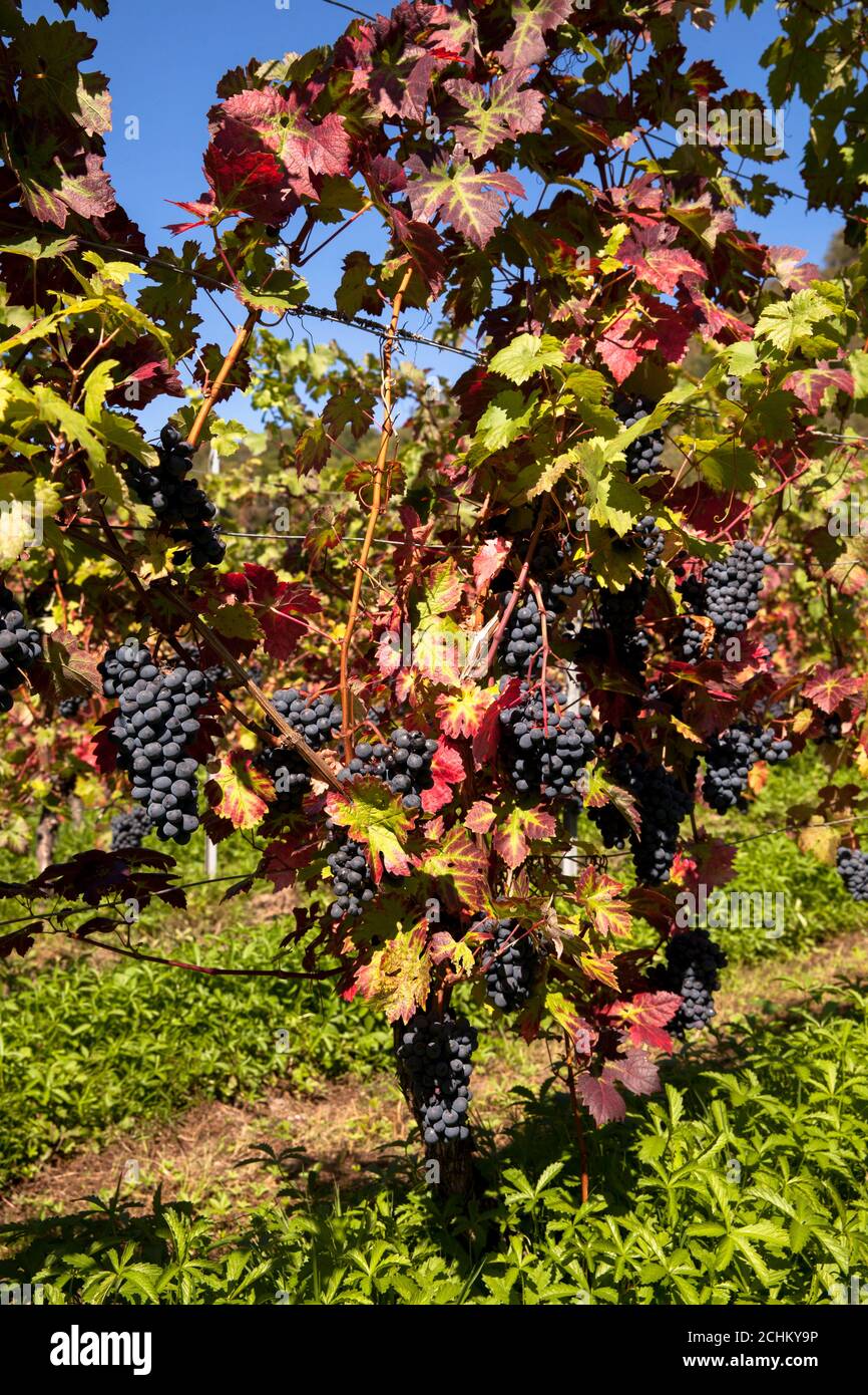 winegrowing at the Drachenfels hill between Koenigswinter and Bad Honnef, red wine grapes, North Rhine-Westphalia, Germany. Weinanbau am Drachenfels Stock Photo