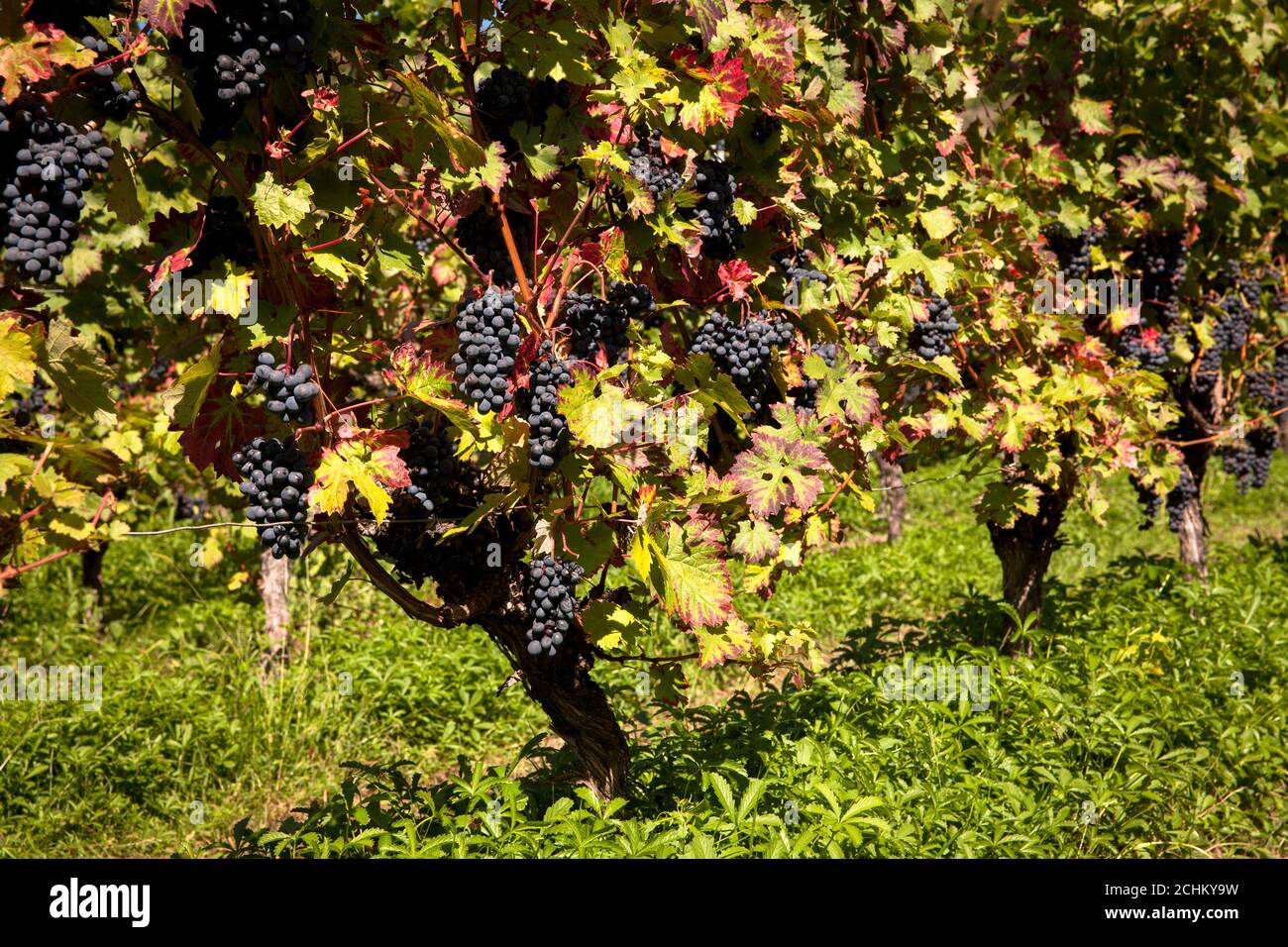 winegrowing at the Drachenfels hill between Koenigswinter and Bad Honnef, red wine grapes, North Rhine-Westphalia, Germany. Weinanbau am Drachenfels Stock Photo