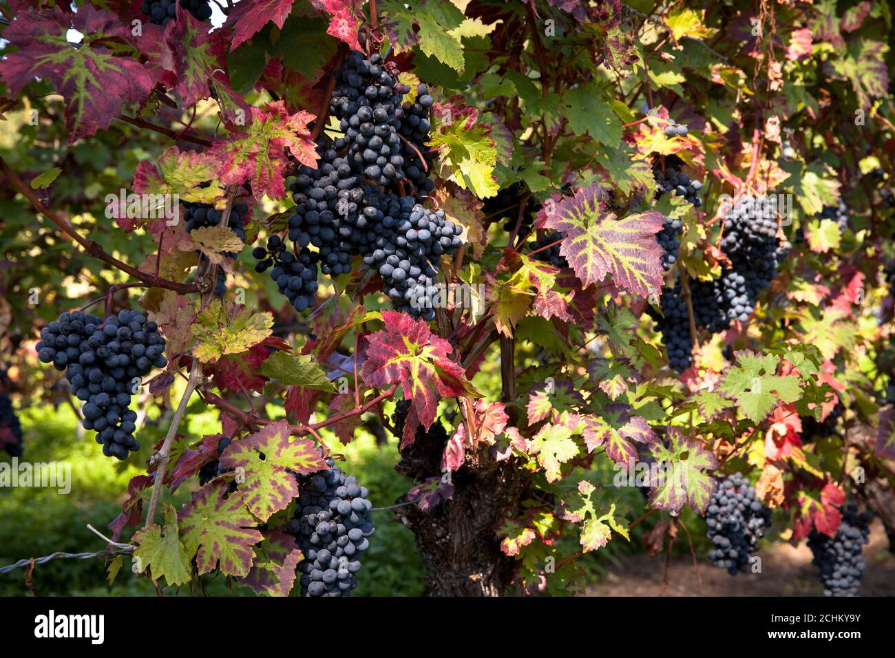 winegrowing at the Drachenfels hill between Koenigswinter and Bad Honnef, red wine grapes, North Rhine-Westphalia, Germany. Weinanbau am Drachenfels Stock Photo