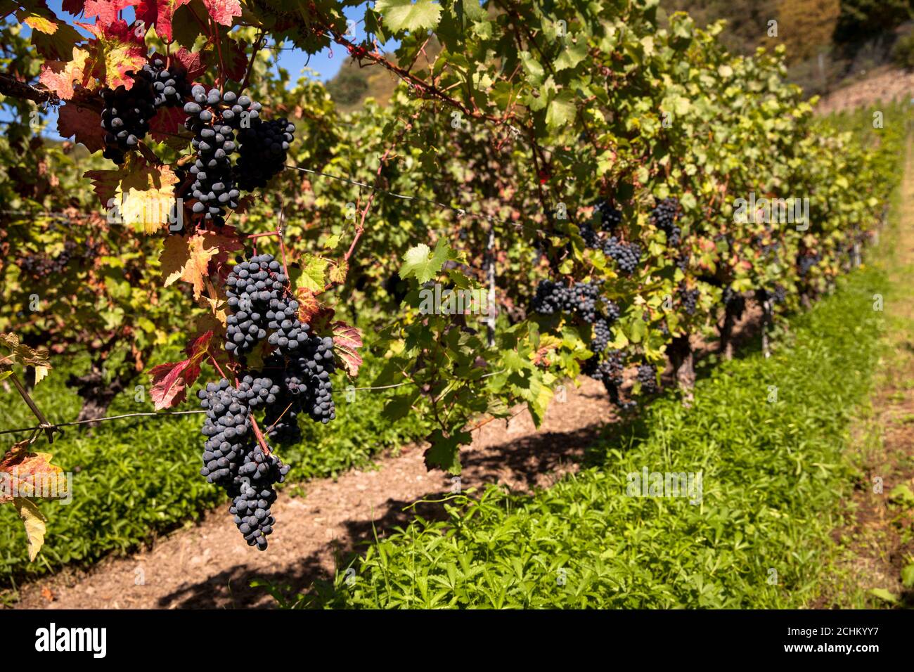 winegrowing at the Drachenfels hill between Koenigswinter and Bad Honnef, red wine grapes, North Rhine-Westphalia, Germany. Weinanbau am Drachenfels Stock Photo