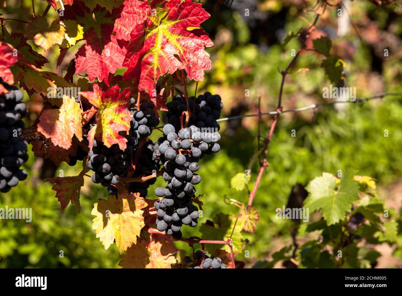 winegrowing at the Drachenfels hill between Koenigswinter and Bad Honnef, red wine grapes, North Rhine-Westphalia, Germany. Weinanbau am Drachenfels Stock Photo