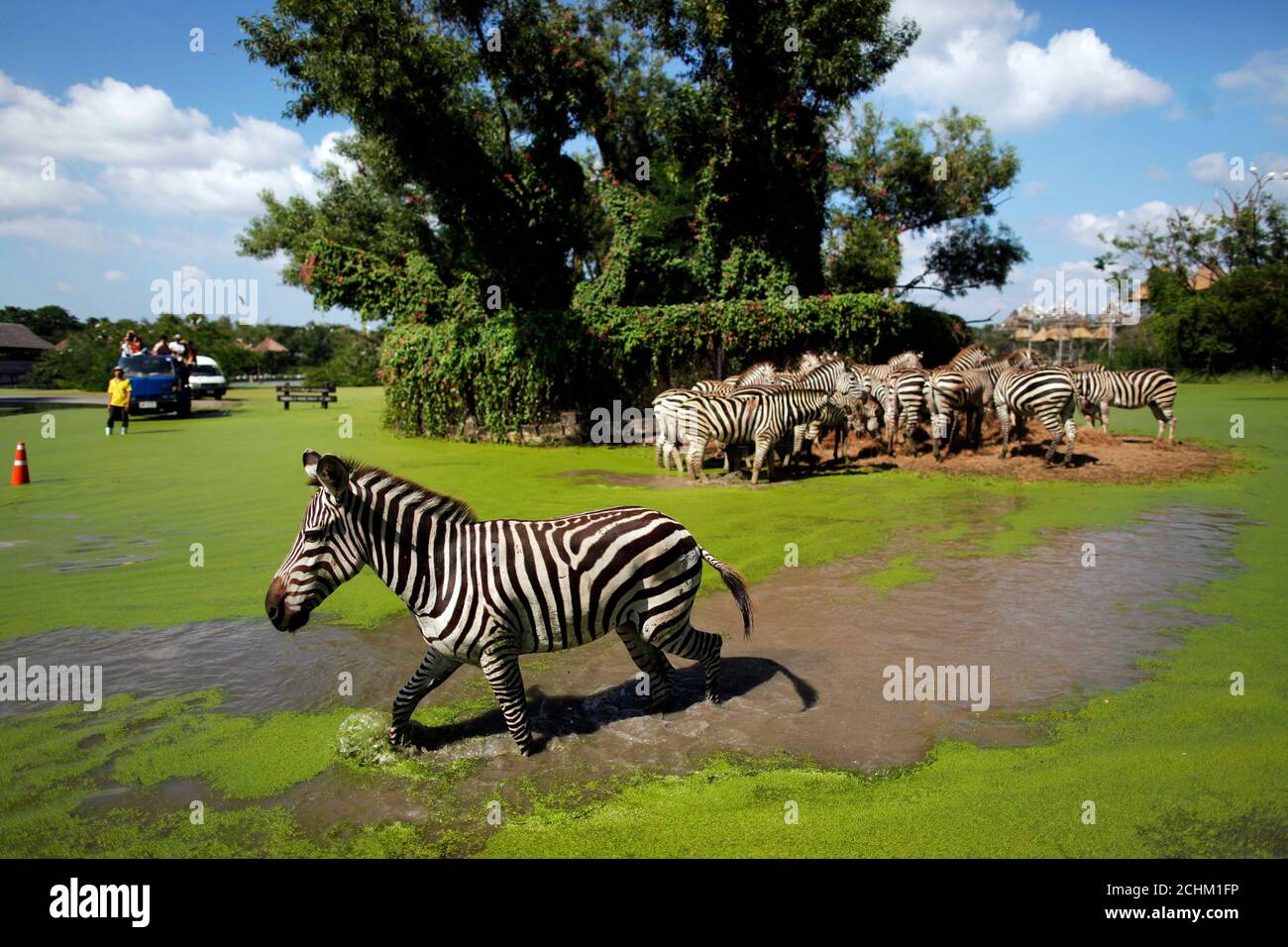 Safari World Thailand High Resolution Stock Photography And Images Alamy Safari World Thailand High Resolution Stock Photography And Images Alamy